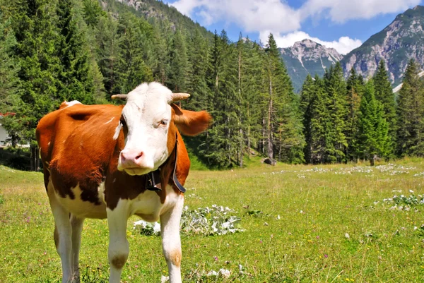 Коровье коричневое и белое, стоящее на яблоках — стоковое фото