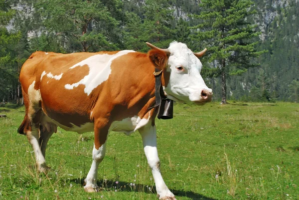Kuh braun-weiß auf Almen unterwegs — Stockfoto