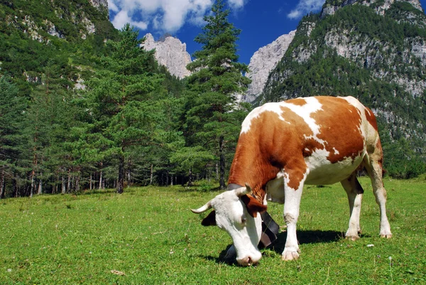 Kráva stravování na Alpy — Stock fotografie