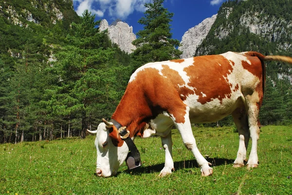 Корова, стоящая рядом и питающаяся в Альпах — стоковое фото