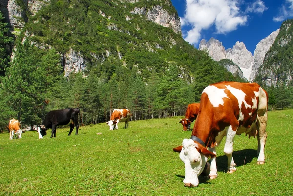 Mucche che mangiano su prati alpini — Foto Stock