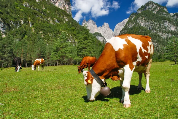 Vacas que comem em prados de alpes — Fotografia de Stock