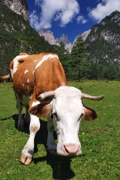 Любопытная коричневая и белая корова на Альпах — стоковое фото