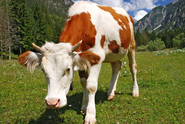 Любопытная корова, стоящая на альпах — стоковое фото