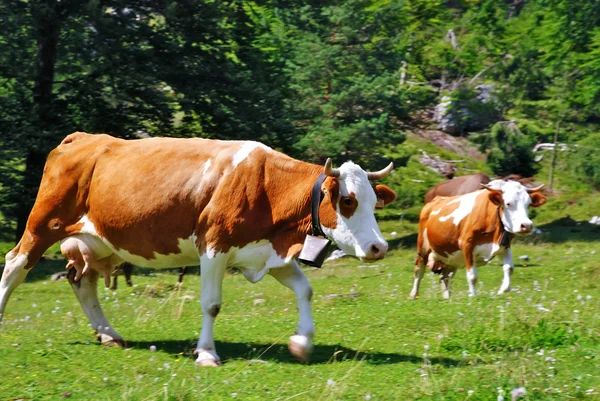 Zwei braune und weiße Kühe auf Almwiesen — Stockfoto
