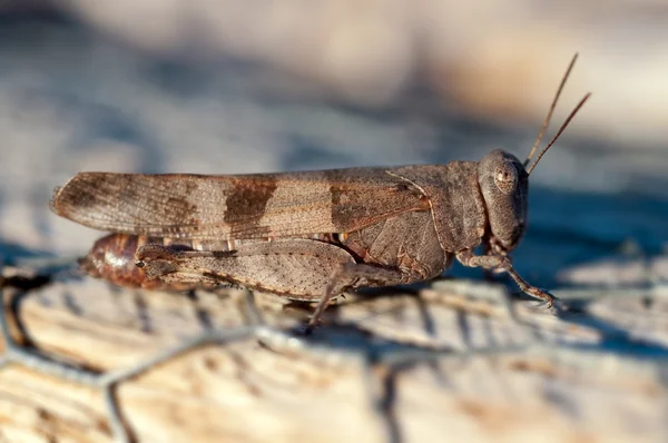 stock image Cricket close up full body