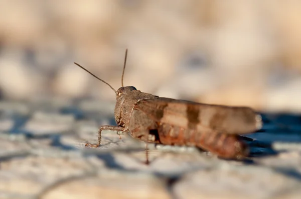 Stock image Cricket close up full body