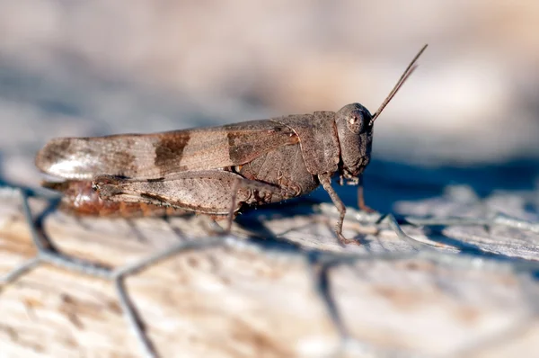 Stock image Cricket close up full body