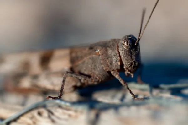 stock image Cricket close up half body