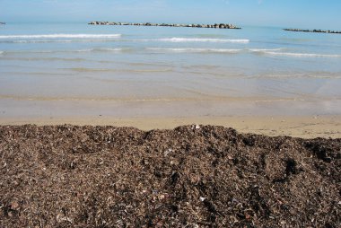 The Adriatic beach of Pescara in a sunny day clipart