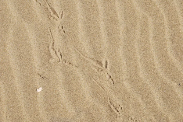 The Adriatic beach of Pescara in a sunny day — Stock Photo, Image