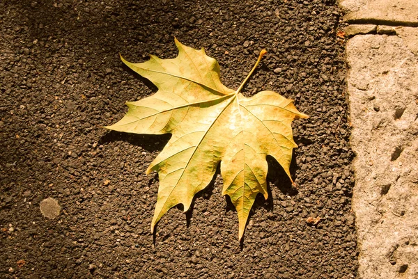 stock image Autumn