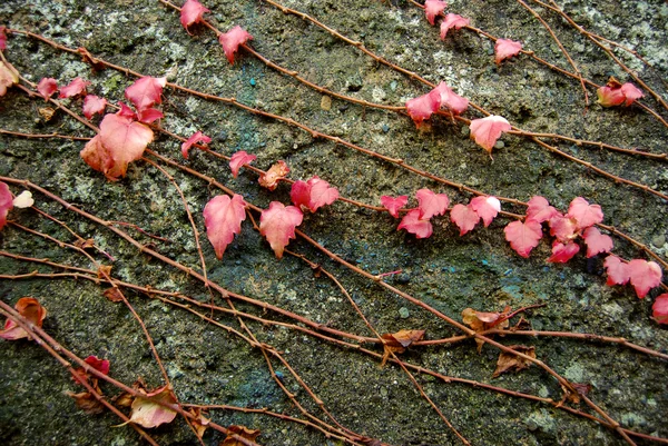 stock image Autumn