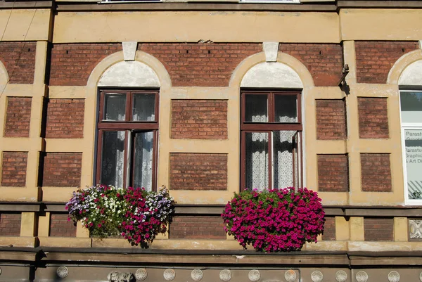 A window with purple flowers in krakow, poland, europe — Stock Photo, Image