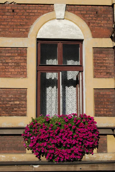 Ένα παράθυρο με τα μωβ λουλούδια στην Κρακοβία, Πολωνία, Ευρώπη — Φωτογραφία Αρχείου