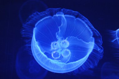 arka plan mavi ışık yansıtan ışıltılı bir denizanası