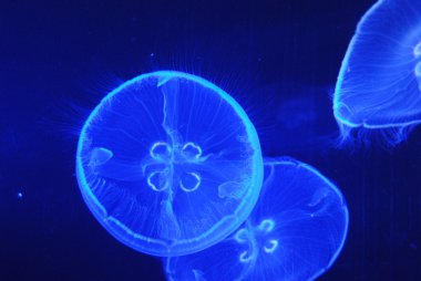 arka plan mavi ışık yansıtan ışıltılı bir denizanası