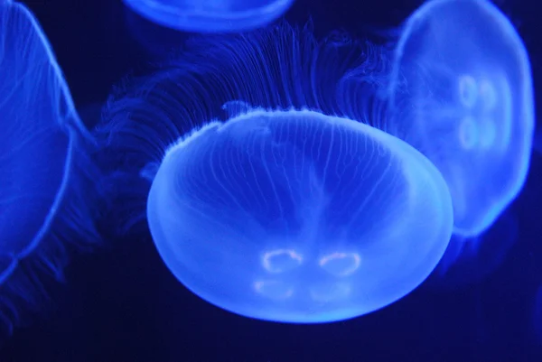 Фон блестящей медузы, отражающей голубой свет — стоковое фото