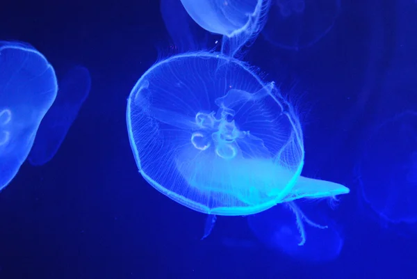 Egy csillogó medúza, amely tükrözi a kék fény a háttérben — Stock Fotó