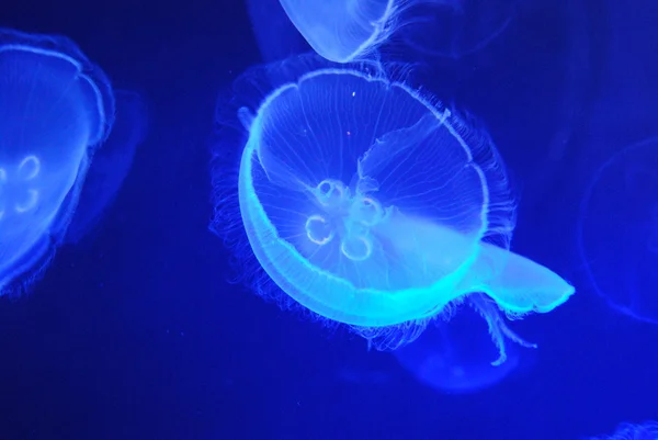 Фон блискучих медуз, які відображають блакитне світло — стокове фото