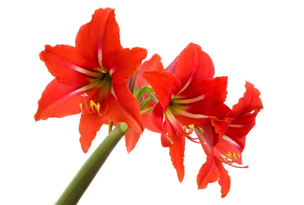 Red Amaryllis flor no fundo branco — Fotografia de Stock