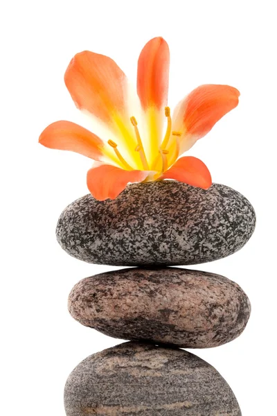 A beautiful flower on a top of the stone tower — Stock Photo, Image