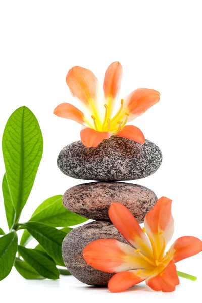 Pedras Zen com flores e planta verde — Fotografia de Stock