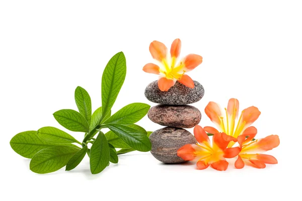 Pedras Zen com flores e planta verde — Fotografia de Stock