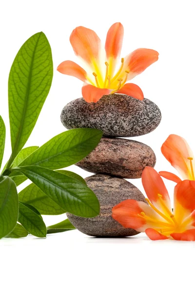 Zen kiviä kukkia ja vihreä kasvi — kuvapankkivalokuva