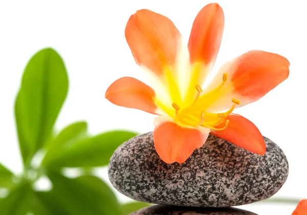 Zen stones with flowers and green plant — Stock Photo, Image