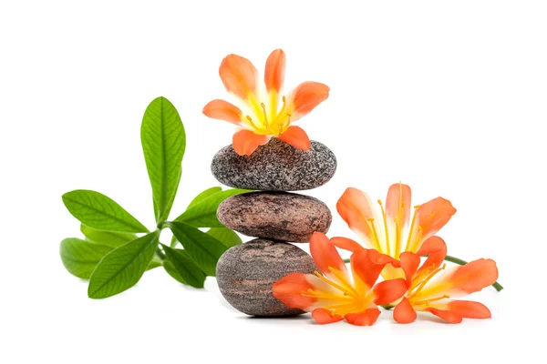 Zen stones with flowers and green plant — Stock Photo, Image