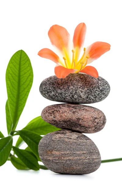 Zen kiviä kukkia ja vihreä kasvi — kuvapankkivalokuva