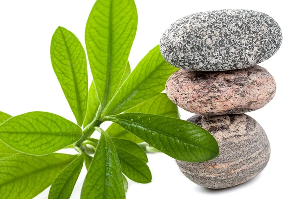 Spa stones with wet green plant on white. — Stock Photo, Image