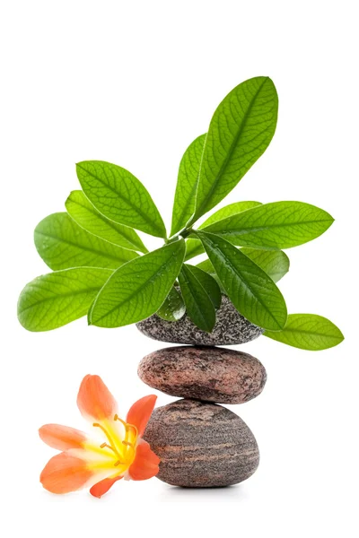 Zen kiviä kukka ja vihreä kasvi — kuvapankkivalokuva