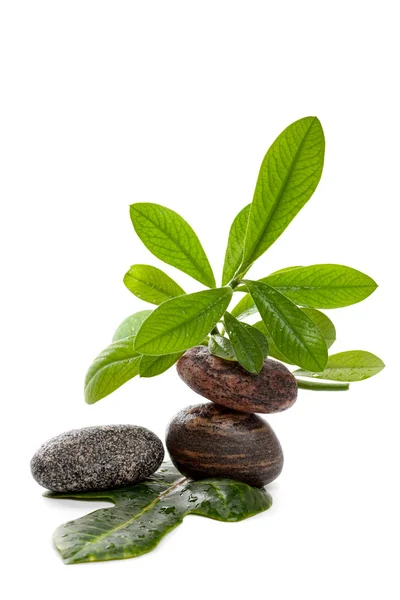 Wet zen stones with wet green plants — Stock Photo, Image