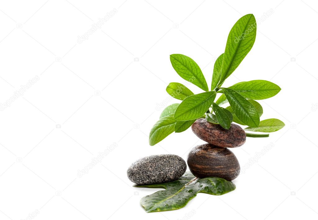 Wet zen stones with wet green plants