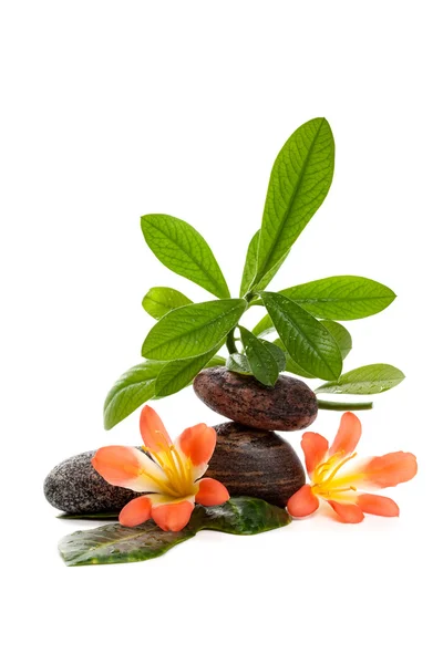 Pedras Zen com duas flores e plantas verdes em gotas de água — Fotografia de Stock