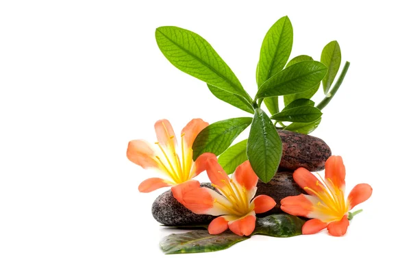Zen stones with three flowers and green plants in water drops — Stock Photo, Image