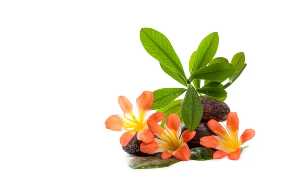 Zen stenar med tre blommor och gröna växter i vatten droppar — Stockfoto
