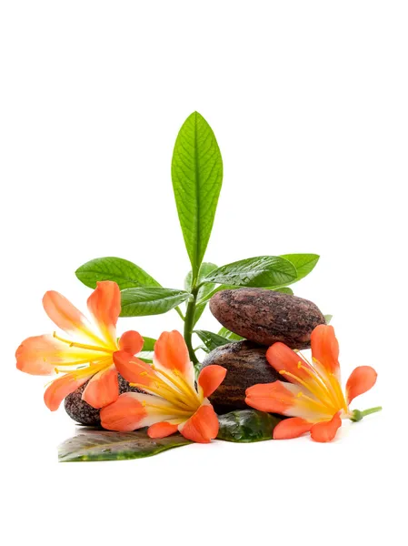 Piedras Zen con tres flores y plantas verdes en gotas de agua Imagen De Stock
