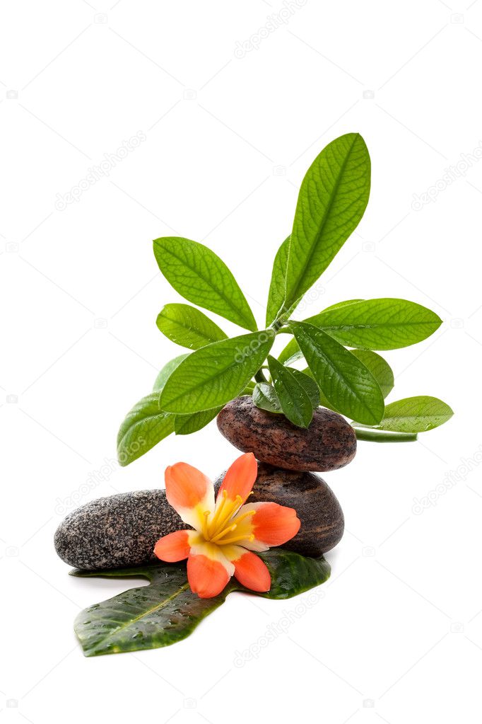 Zen stones with a tropical flower and green plants in water drops