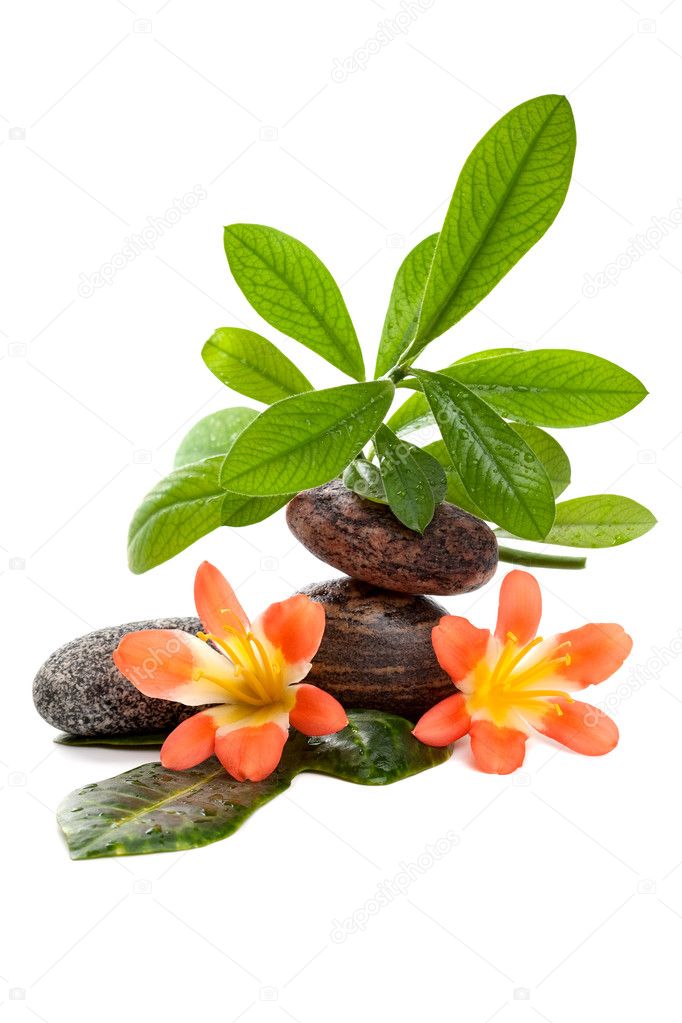 Zen stones with two flowers and green plants in water drops