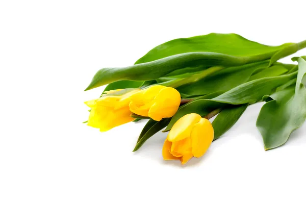 Un mucchio di bellissimi tulipani gialli — Foto Stock