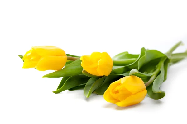 Bando de belas tulipas amarelas — Fotografia de Stock