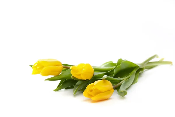 Bando de belas tulipas amarelas — Fotografia de Stock