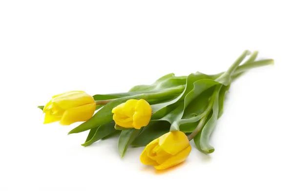 Haufen schöner gelber Tulpen — Stockfoto