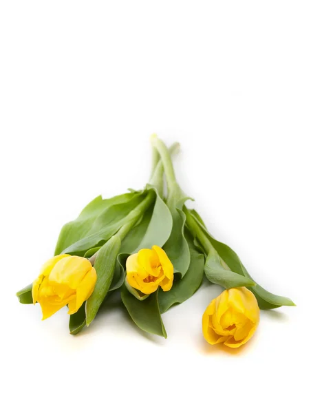 群的美丽黄色郁金香 — 图库照片
