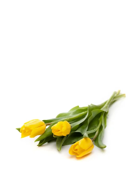 Stelletje mooie gele tulpen — Stockfoto