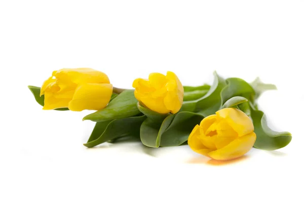 Manojo de hermosos tulipanes amarillos —  Fotos de Stock