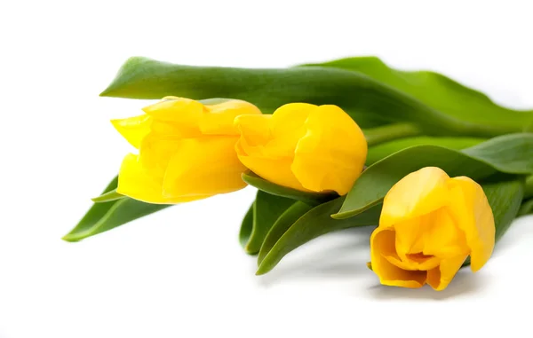 Manojo de hermosos tulipanes amarillos Imágenes de stock libres de derechos